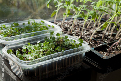 Strewberry plants grown from seeds on the windowsill in the house.