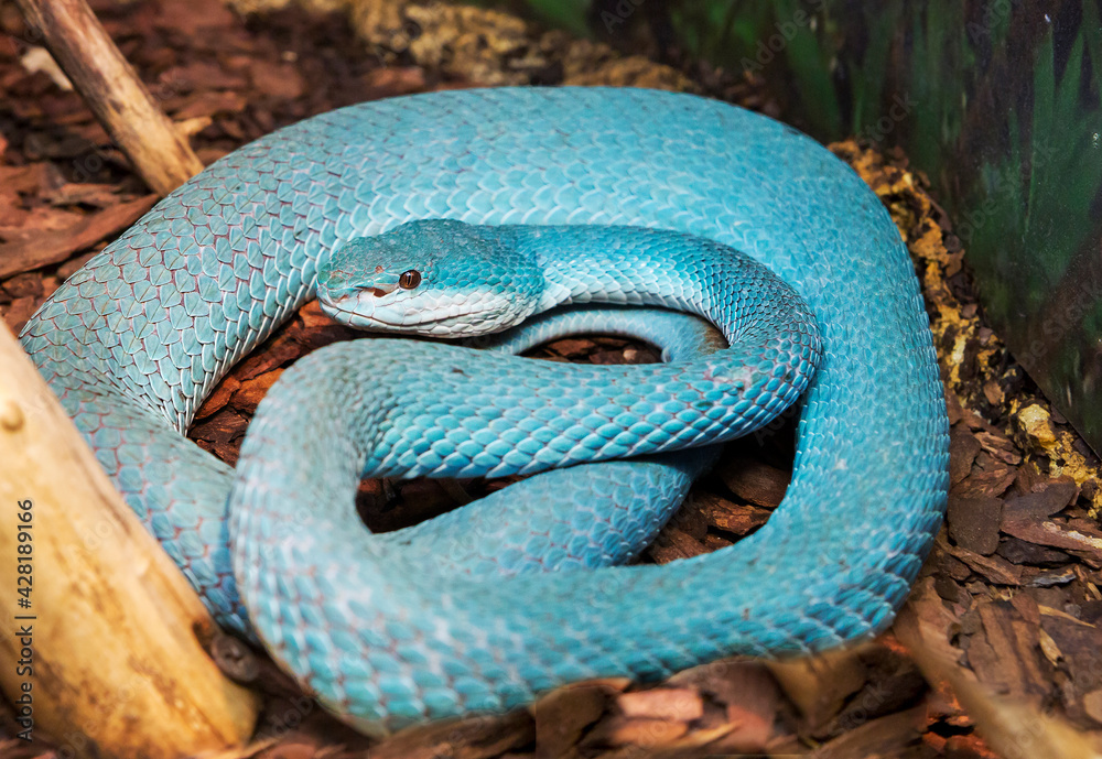 Fototapeta premium White-lipped island pit viper. This is a very beautiful venomous blue snake, viviparous, from the viper family. It is found on the island of Komodo.
