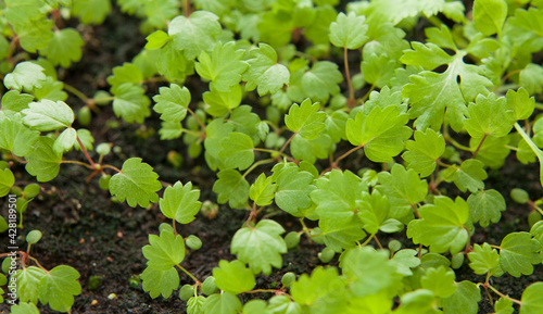 Wallpaper Mural Strewberry plants grown from seeds on the windowsill in the house. Torontodigital.ca