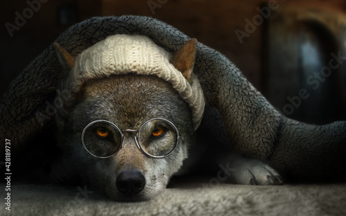 Wolf disguised as grandma hiding in bed with blanket wearing cap and eye glasses. Little red riding hood story concept.