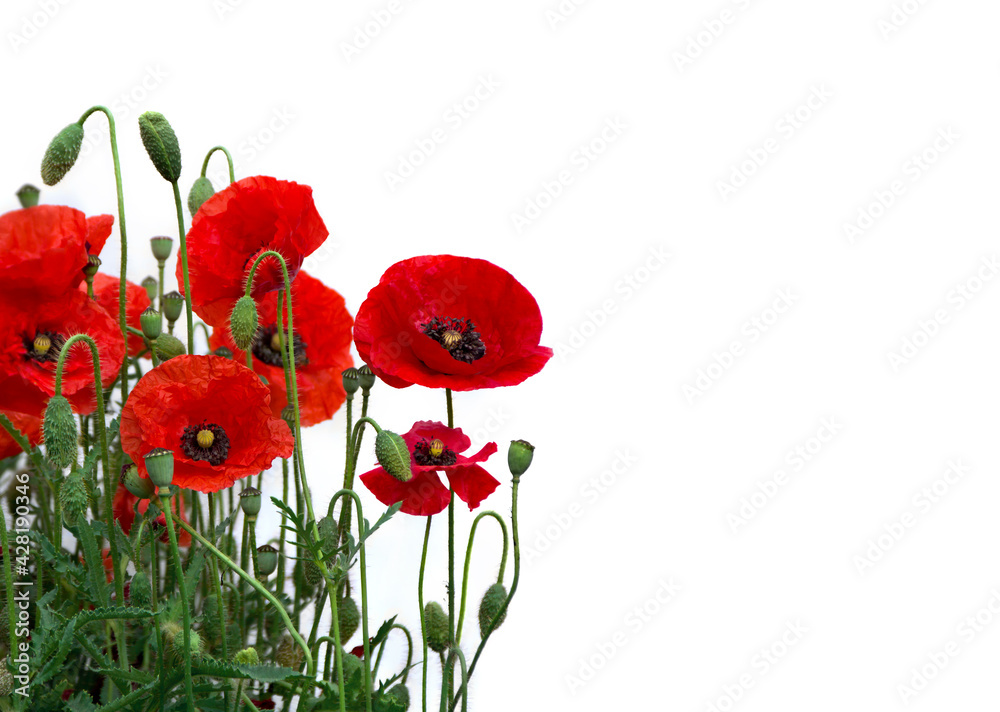 Obraz premium Flowers red poppies ( Papaver rhoeas, corn poppy, corn rose, field poppy, red weed, coquelicot ) on a white background with space for text