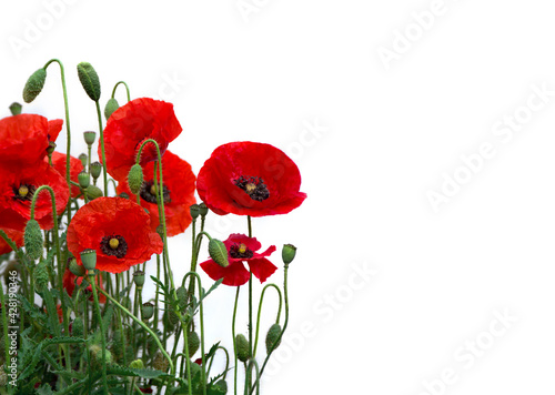 Flowers red poppies ( Papaver rhoeas, corn poppy, corn rose, field poppy, red weed, coquelicot ) on a white background with space for text