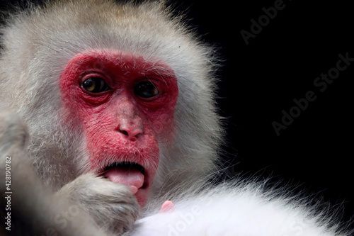 A Japanese monkey (Macaca fuscata fuscata) closeup face, Macaca fuscata fuscata closeup  photo