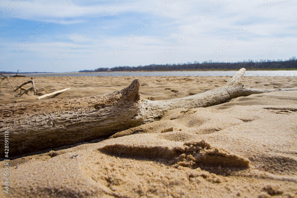 Log on a sandy river bank