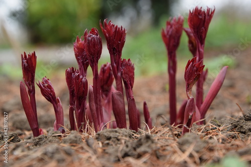 Fototapeta Naklejka Na Ścianę i Meble -  Peony plant growing first leaves closup