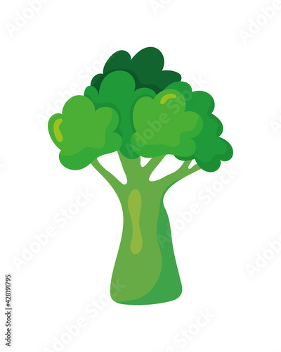 broccoli green vegetable