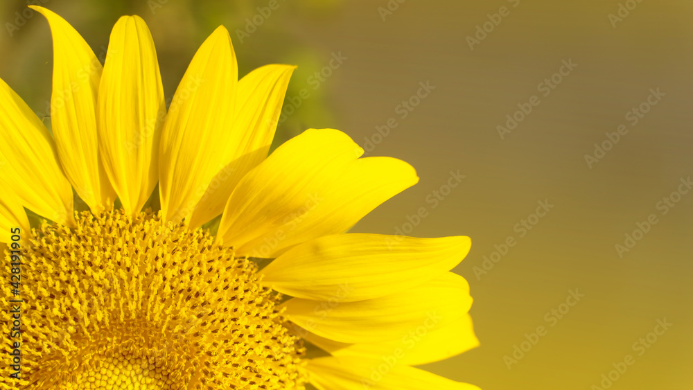 Obraz premium Sunflower natural background. Sunflower blooming. Close-up of sunflower. in Thailand