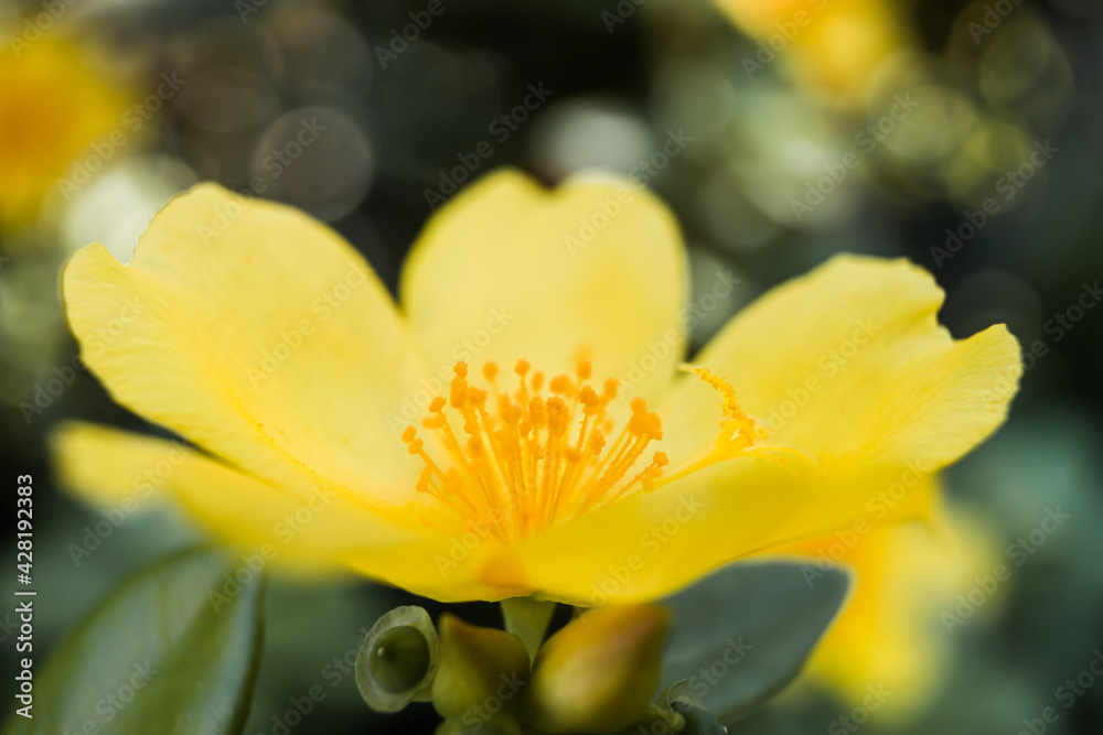 Summer Flower Summer Flower
