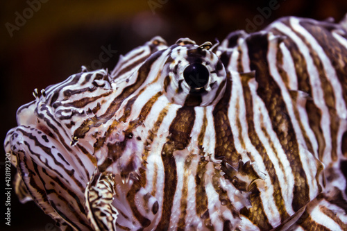 Red Lionfish (1/2)