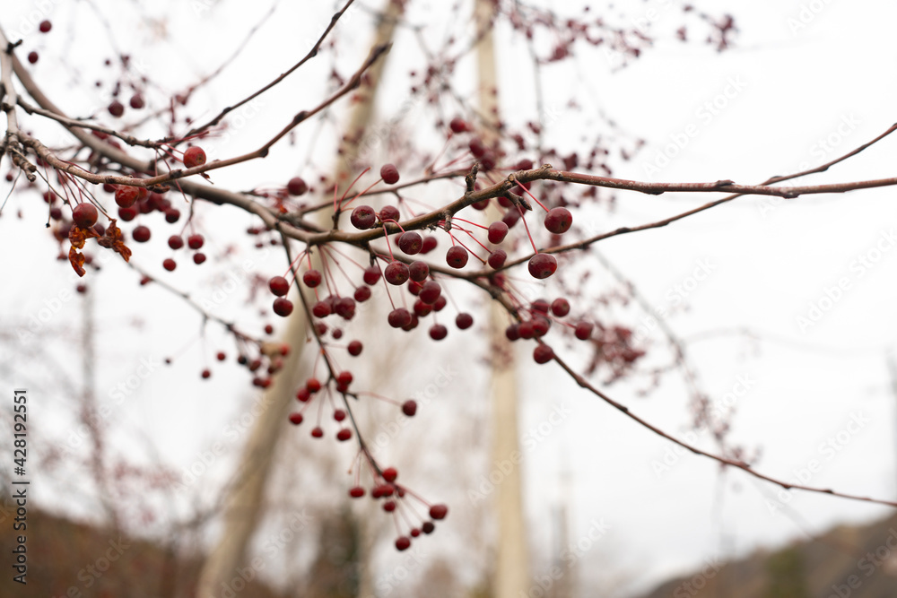 Red ripe ranetki on tree branches in autumn.