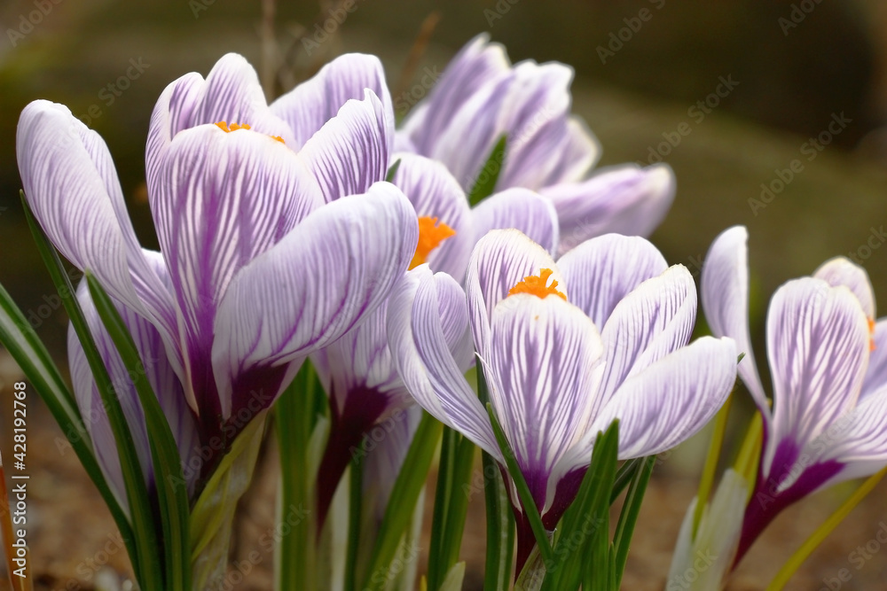 Spring blossoming of crocuses. Group of large flowers with white petals and the violet drawing on them. Decoration of a flower bed.