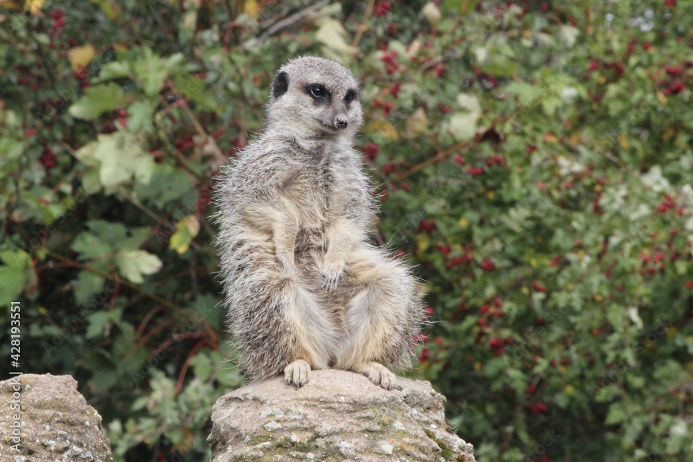 Fototapeta premium meerkat on the lookout