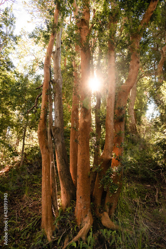 trees in the forest