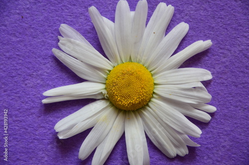 Obraz w ramie WHITE FLOWER