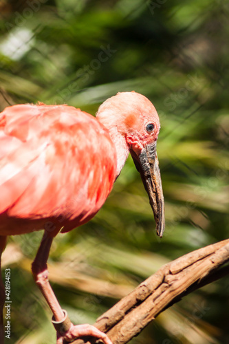 Scarlet Ibis (3/5)