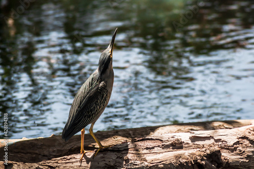 Striated Heron (1/2)
