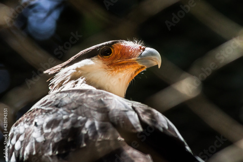Southern Crested Caracara (1/3)