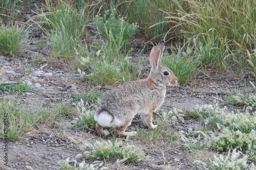 A desert cottontail rabbit enjoying a beautiful spring day at the Merced National Wildlife Refuge in California. © Scenic Corner