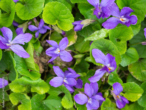 Spring flower background. Sweet violet.