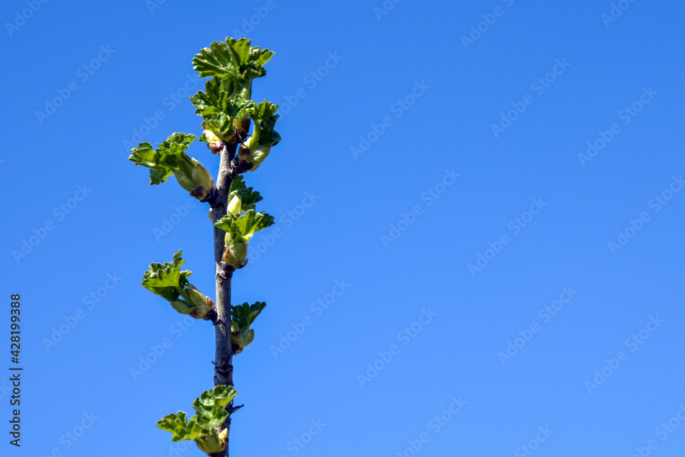 Branch of gooseberry with blooming buds against blue sky. Plants in garden in early spring. Beginning of juice movement. Selective focus.