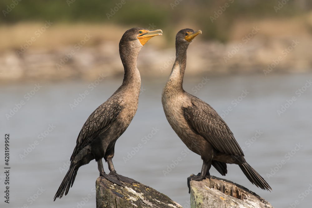 Fototapeta premium Two Crested Cormorants in Coos Bay, Oregon