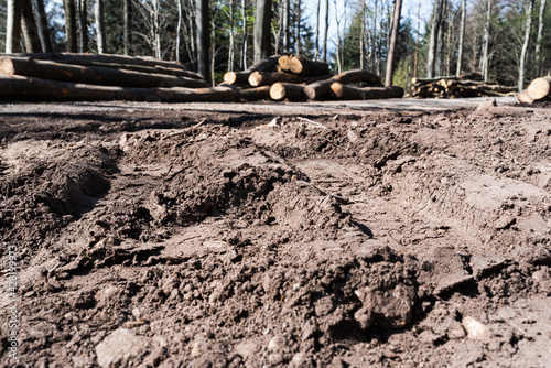environmental degradation in the forest
