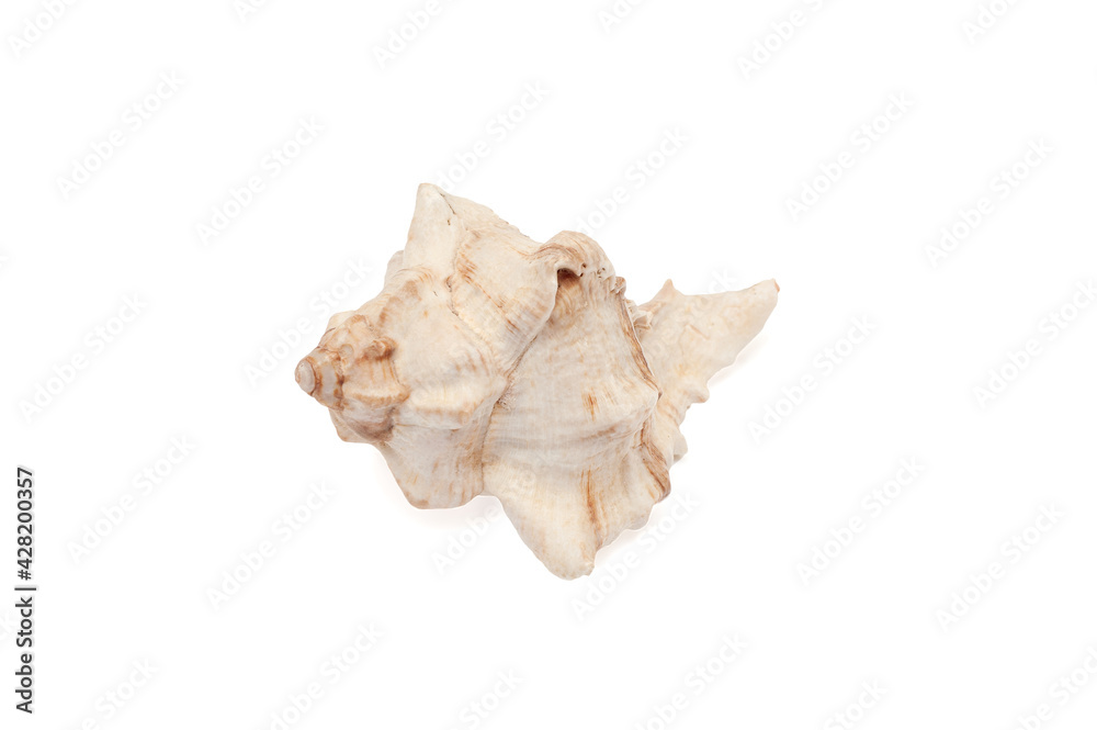 Seashell isolated on white background Seashell isolated on white background