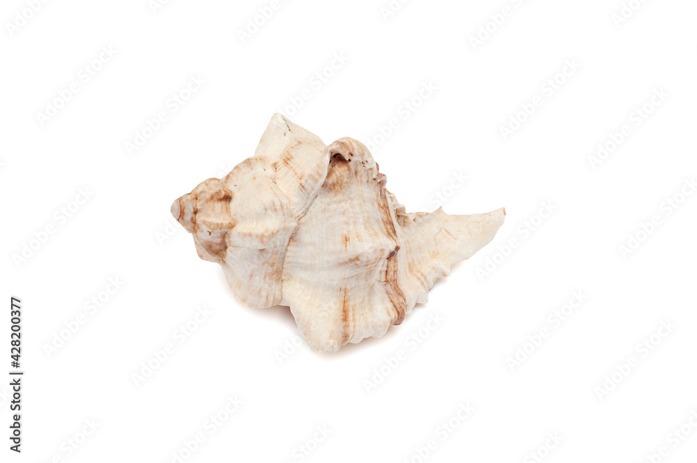 Seashell isolated on white background