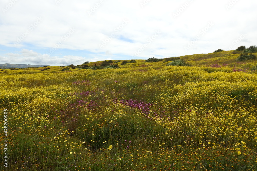 The beautiful scenery of the Carrizo Plain National Monument, wildflower super bloom, San Luis Obispo County, California.