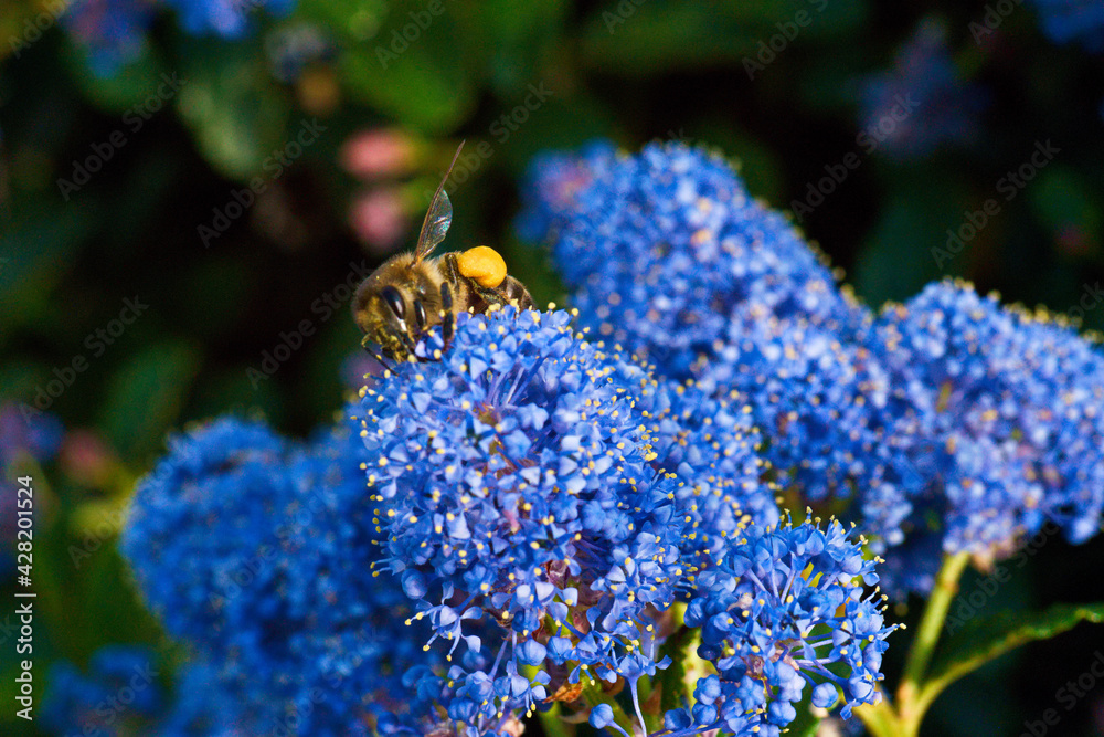 pszczoła zwierze kwiat makro natura  - obrazy, fototapety, plakaty 