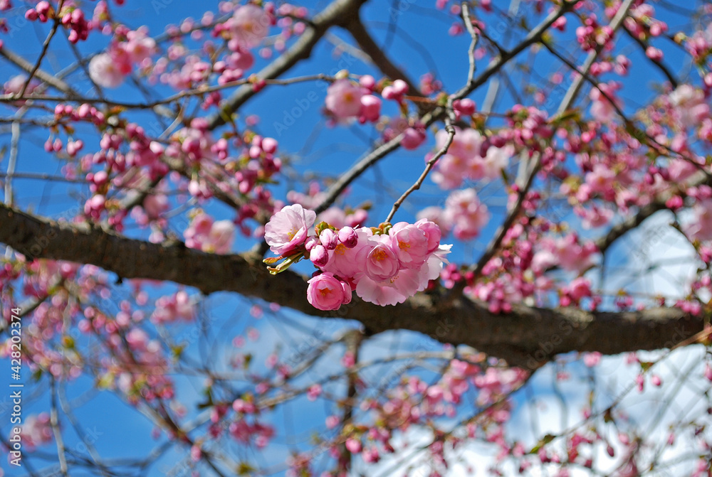 Blooming pink sakura in spring Blooming pink sakura in spring