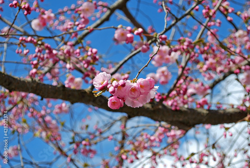 Blooming pink sakura in spring