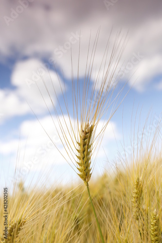 Weizen Korn Getreide
