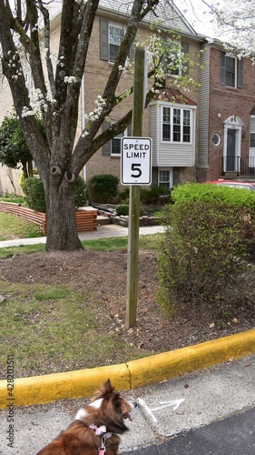 5 MPH Speed Limit Sign in a Suburban Neighborhood, with a Sheltland Sheepdog in the Foreground photo