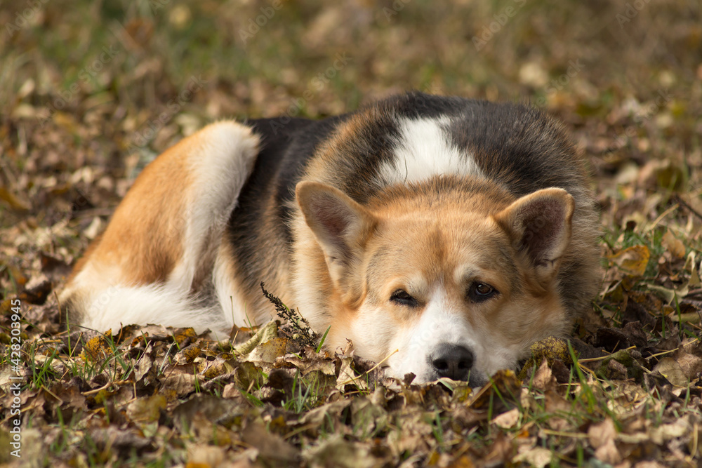 sad dog lying on the ground covered with autumn leaves sad dog lying on the ground covered with autumn leaves
