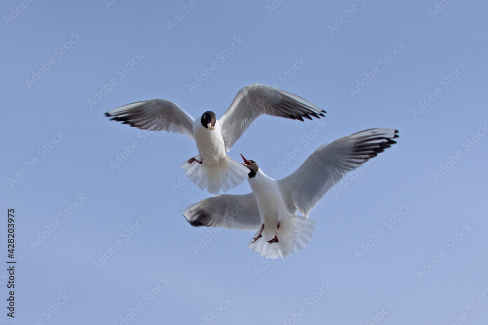 Close-up flying Black-headed gull in the sky on plain background Close-up flying Black-headed gull in the sky on plain background