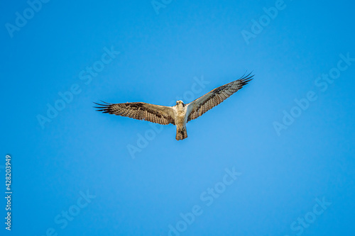 osprey in flight