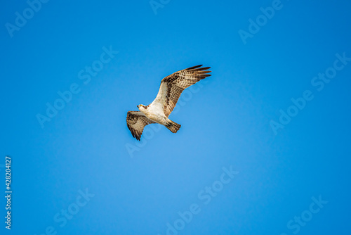 osprey in flight