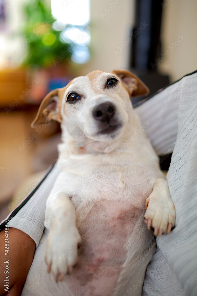 Jack Russell Terrier Jack Russell Terrier