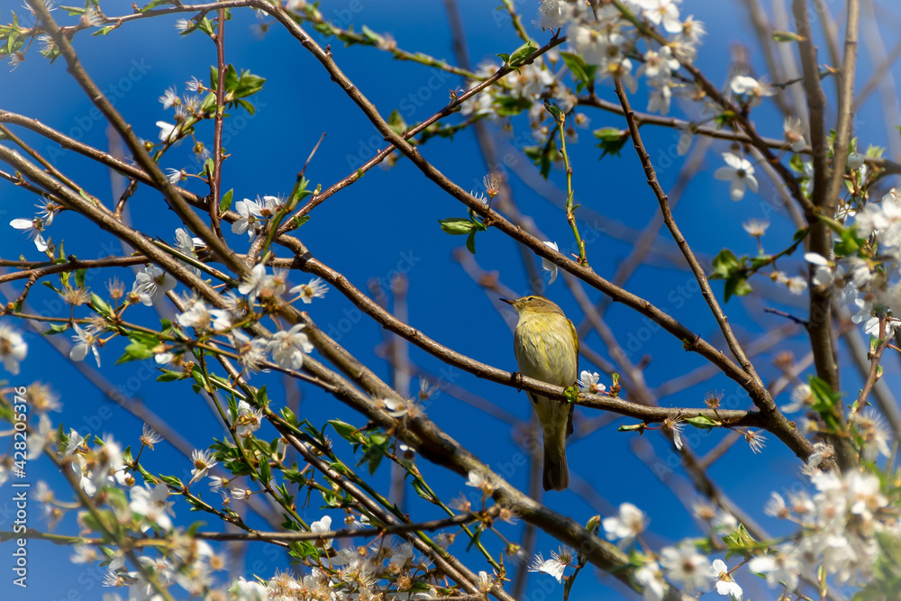 Obraz premium Small yellow bird on a white cherry tree branch and blue clear sky on background