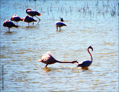 Flamingos in Salt Lake in Larnaca, Cyprus