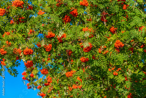 Red rowan berry with blue sky in background.