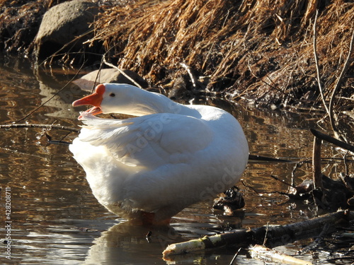 Goose