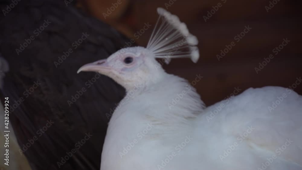 Close-up of the white peacock screams, indian white peafowl chirps, wild nature Close-up of the white peacock screams, indian white peafowl chirps, wild nature