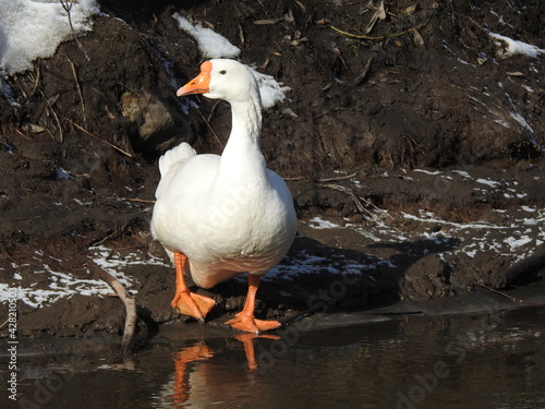 Goose on the shore