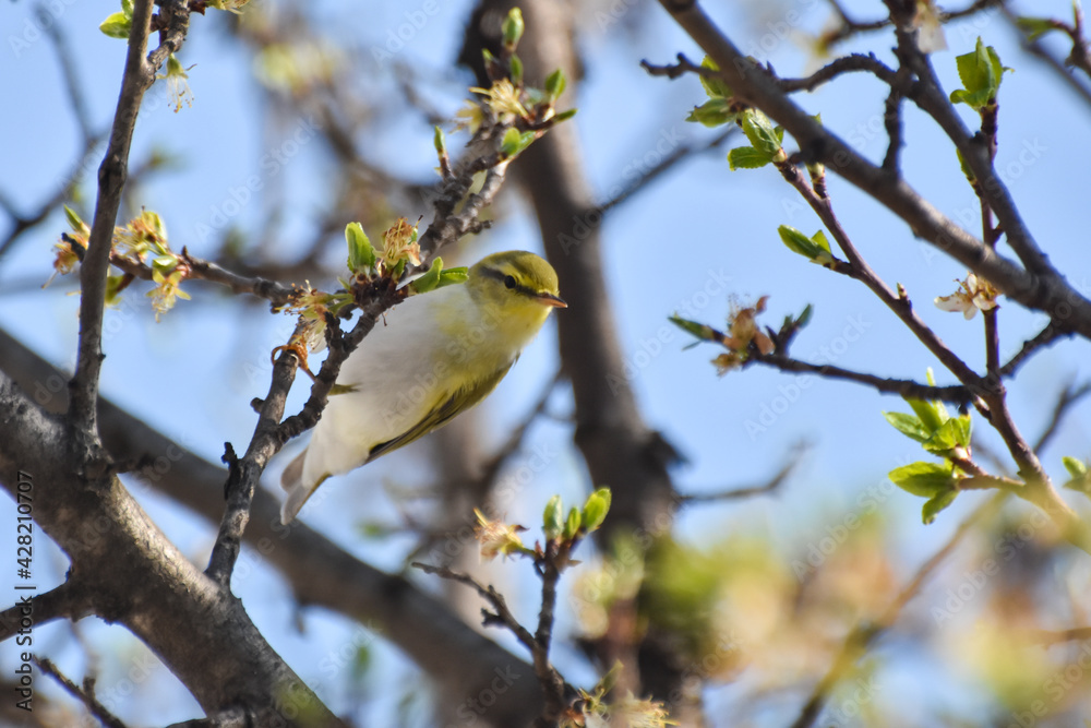 Wood warbler, Phylloscopus sibilatrix, single bird on branch. Little green bird against blue sky Wood warbler, Phylloscopus sibilatrix, single bird on branch. Little green bird against blue sky