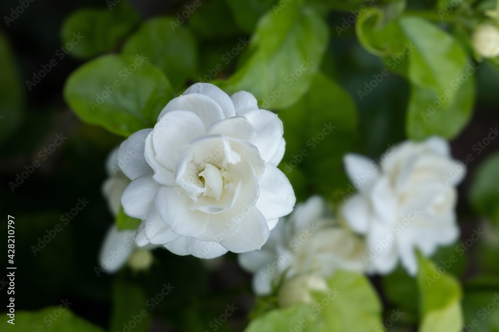 close-up white bloom Jasminum sambac in green nature background close-up white bloom Jasminum sambac in green nature background