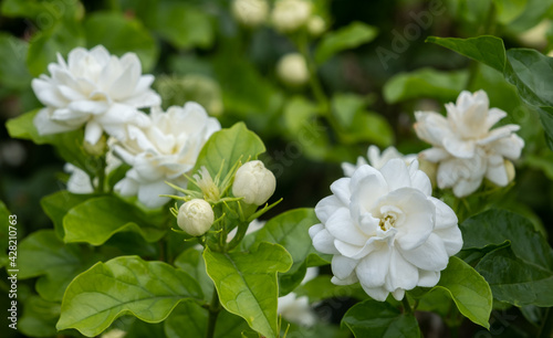 close-up white bloom Jasminum sambac in green nature background