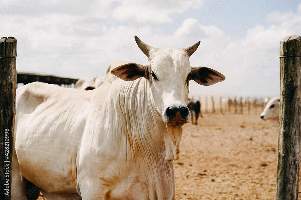 cow on the farm