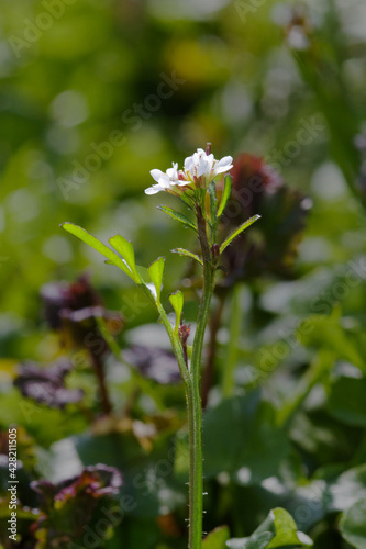 Tableau sur toile Closeup of flower, leaf and siliquae of Hairy bittercress